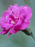 Dianthus Warden Hybrid