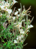 Great Willowherb  Seedhead