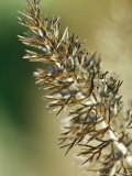 Foeniculum Vulgare 