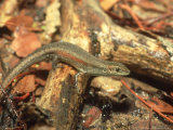 Red-Sided Rainbow Skink  Darwin  Australia