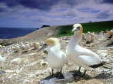 Australian Gannet  Pair  New Zealand