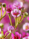 Chamaelaucium Uncinatum (Wax Flower)  Close-up of Flowers