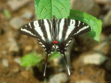 Zebra Swallowtail  Resting  Massachusetts