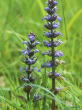 Bugle  Spring