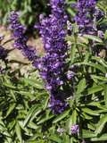 Salvia Farinacea (Mealy-Cup Sage) in Flower