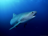 Tiger Shark  Aliwal Shoal  South Africa