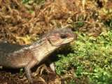 Keeled Water Skink  Se Asia
