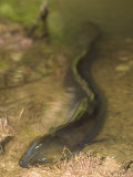 Longfin Eel  Underwater  New Zealand