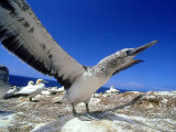 Australian Gannet  Juvenile  New Zealand
