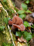 Auricularia Auricula-Judae (Jew's Ear)  Fungi Growing on Fallen Tree