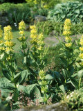 Gentiana Lutea Growing in Rock Garden at Edinburg Botanical Garden