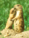 Black-Tailed Prairie Dog  Family Group  Colorado