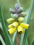 Grape Hyacinth