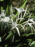 Hymenocallis (Spider Lily) in Flower