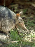 Nine-Banded Armadillo  Florida  USA
