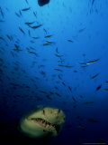 Spotted Ragged Tooth Shark  South Africa