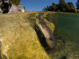 Longfin Eels  New Zealand