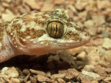 Ground Gecko  Madagascar