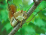 Red Squirrel  Tamiasciurus Hudsonicus  Minnesota