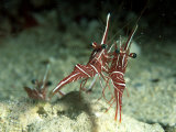 Hingeback Shrimp  Dancing  New Caledonia