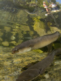 Longfin Eels  New Zealand