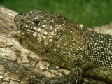 Cunninghams Skink  Nsw  Australia