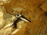 Bank Swallows  Pair Outside Nest Burrow  Minnesota