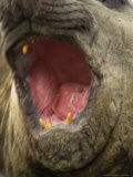 Elephant Seal  Beach Master  Mouth Open  Sub-Antarctic