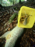 Dead Opossum  Pest Control  New Zealand