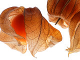 Physalis Fruit (Chinese Lantern)  Ripe Fruit Against White Background