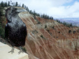Common Raven  Bryce Canyon National Park  Utah  USA