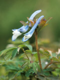 Corydalis Flexuosa 