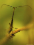 Giraffe Weevil  Sitting on Branch  New Zealand