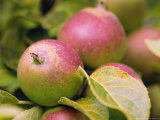 Coxs Orange Pippin Apple