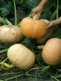 Pumpkin Being Harvested from Plant  Late Summer