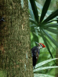 Pileated Woodpecker  Florida  USA