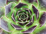 Jovibarba Heuffelii "Greenstone"