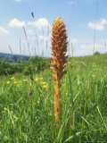 Greater Broomrape  Summer