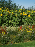 Helianthus (Sunflower  Unnamed) Grown as an Annual Hedge