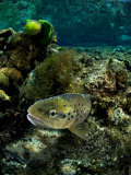 Brown Trout  New Zealand