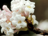 Viburnum Bodnantense  Deciduous Shrub  Tubular White Flowers Tinted with Pale Pink