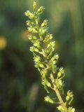 Common Twayblade  Close-up
