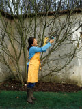 Woman Pruning Fig Tree Winter