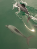 Hectors Dolphin  New Zealand