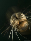 Hookers Sea Lion  Face Close up Underwater  New Zealand  Sub Antarctic