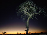 Acacia Tree at Dusk  Botswana