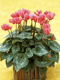 Mini Cyclamen in Rustic Pot Spring