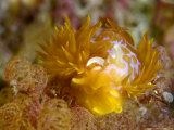 Nudibranch  Poor Knights Marine Reserve  New Zealand