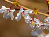 Ornamental Cherry