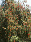 Callistemon Viminalis 